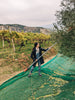 Woman harvesting olive tree in grove using a long rake
