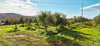 Greek Extra Virgin Olive Oil - Citizens of Soil