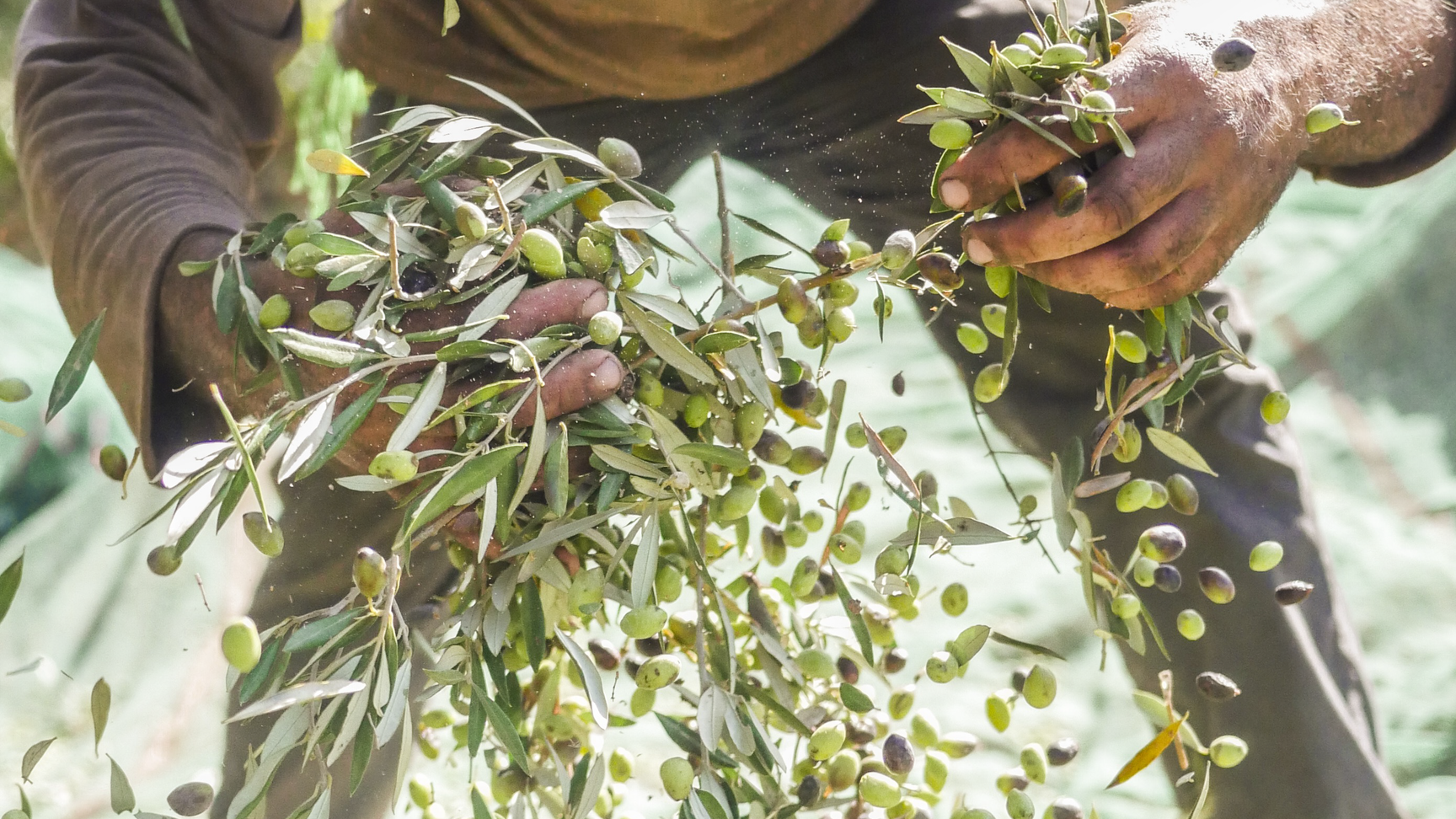 Why is olive oil so expensive right now? Producers weigh in…