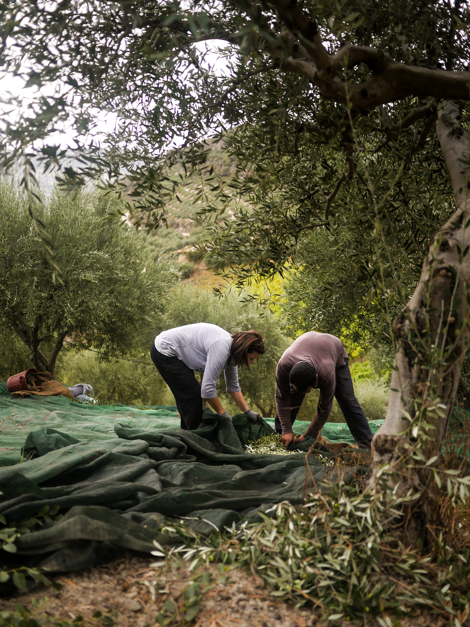 Small-scale olive oil producers take on the mega farms