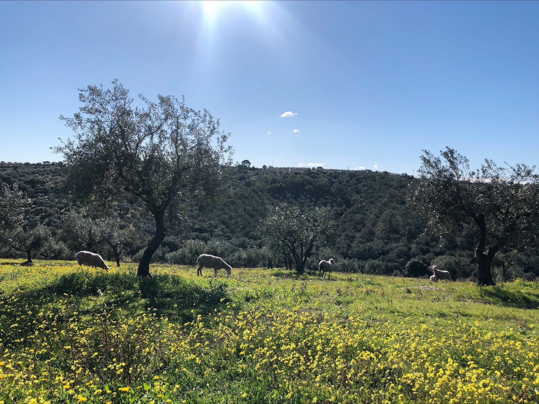 Photo of Ana's regenerative olive grove in Alentejo, Portugal.