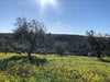 Photo of Ana's regenerative olive grove in Alentejo, Portugal.