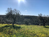 Photo of Ana's regenerative olive grove in Alentejo, Portugal.