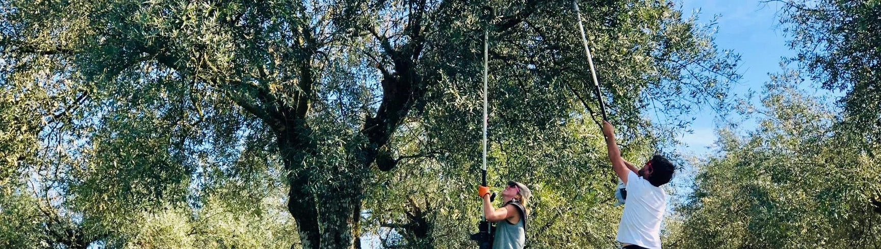 Introducing a small-batch EVOO from Northern Portugal