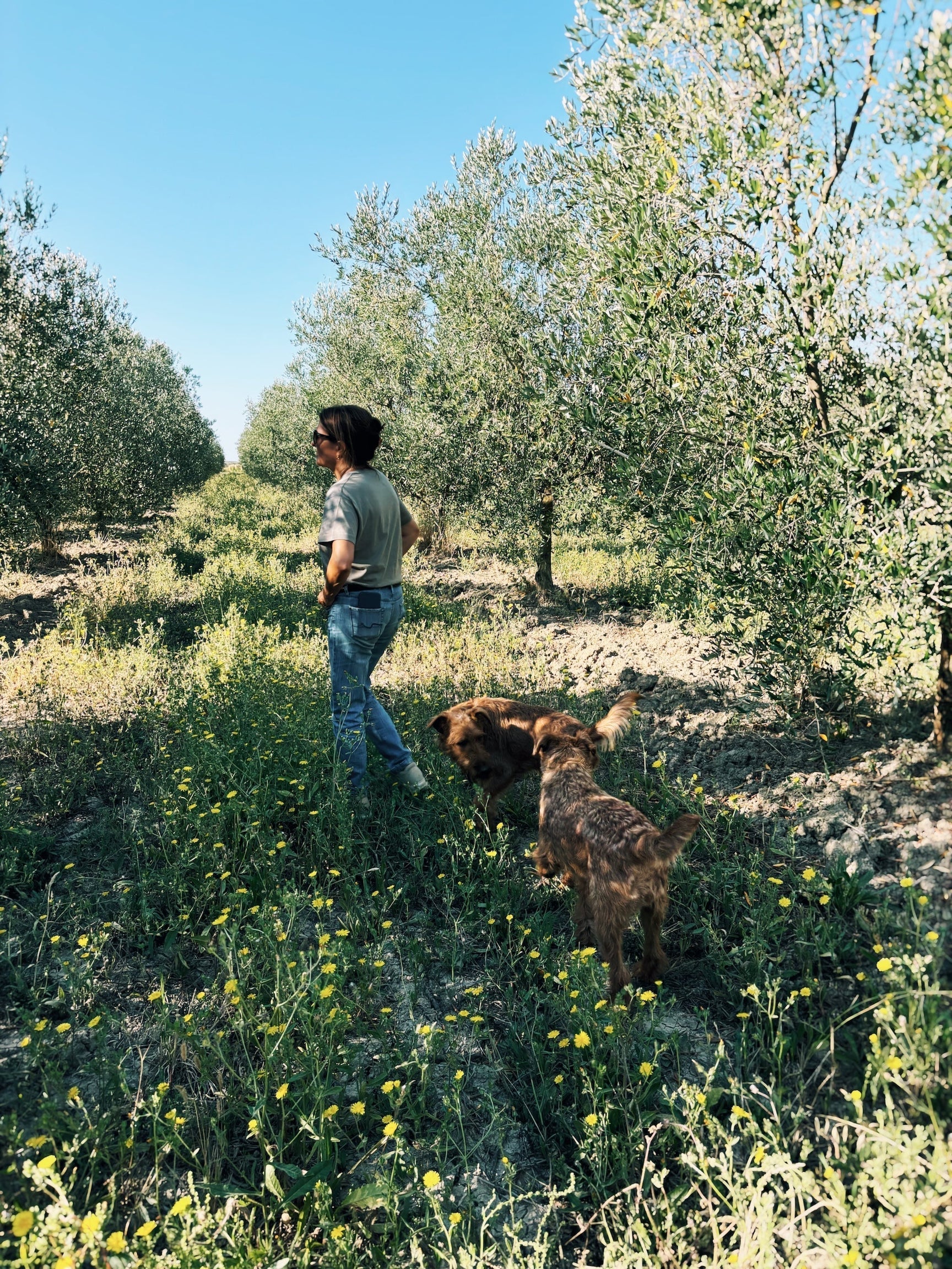 Introducing an Extra Rare olive oil from Tuscany