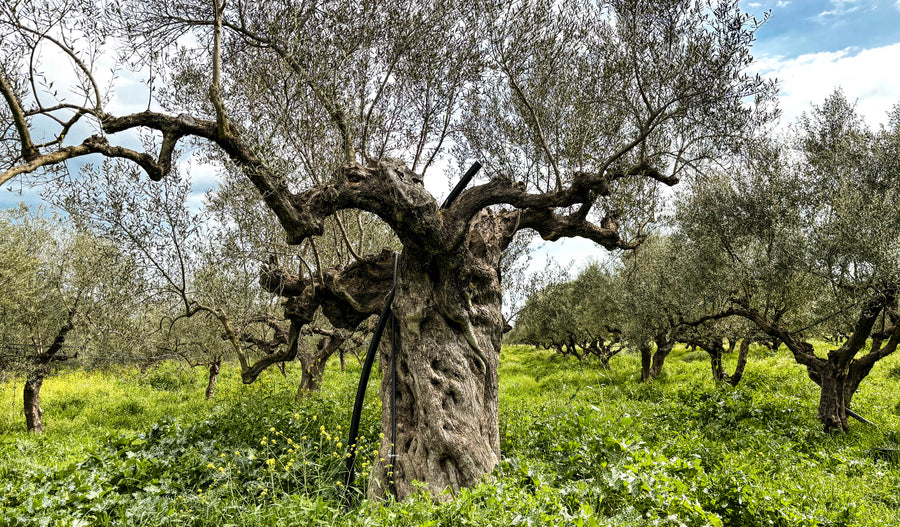 Greek Extra Virgin Olive Oil Starter Pack - Citizens of Soil