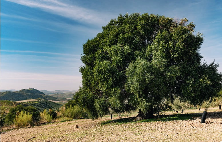 Spanish Extra Virgin Olive Oil - Citizens of Soil
