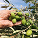 Early Access: Spanish EVOO with Free Shipping! - Citizens of Soil