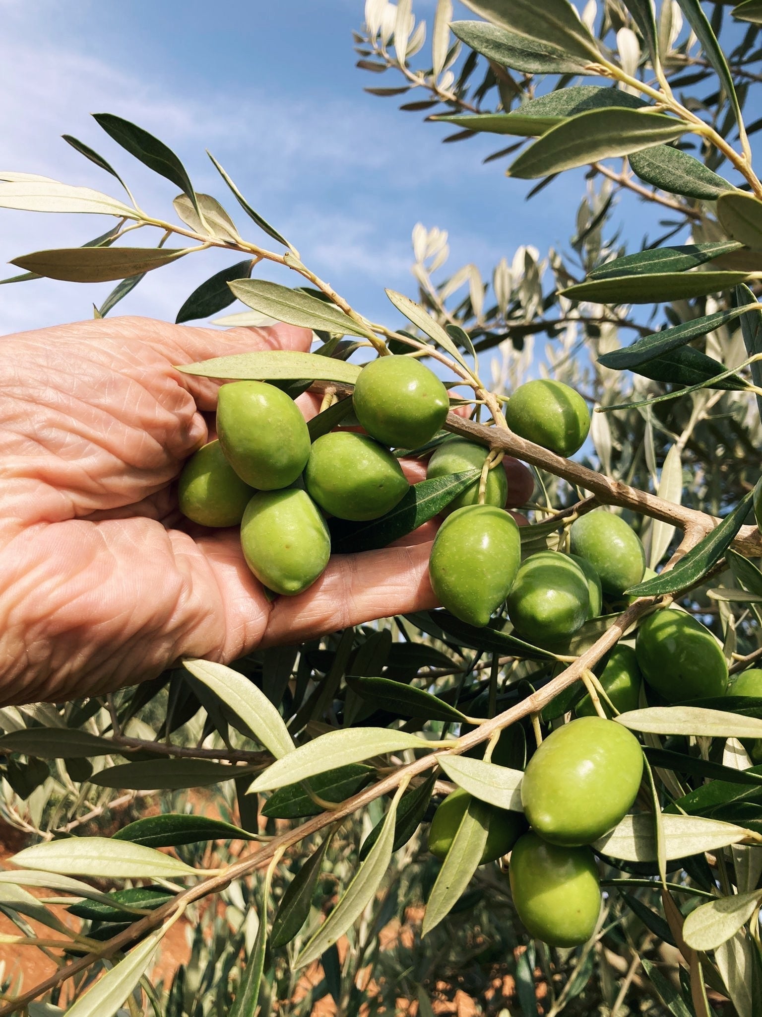 Spanish Extra Virgin Olive Oil - Citizens of Soil