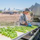 Spanish Extra Virgin Olive Oil - Citizens of Soil