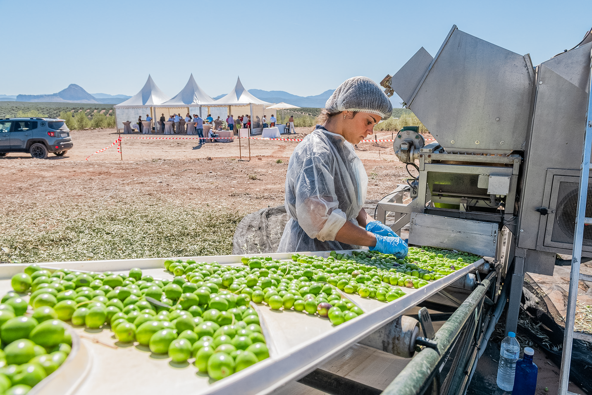 Spanish Extra Virgin Olive Oil - Citizens of Soil