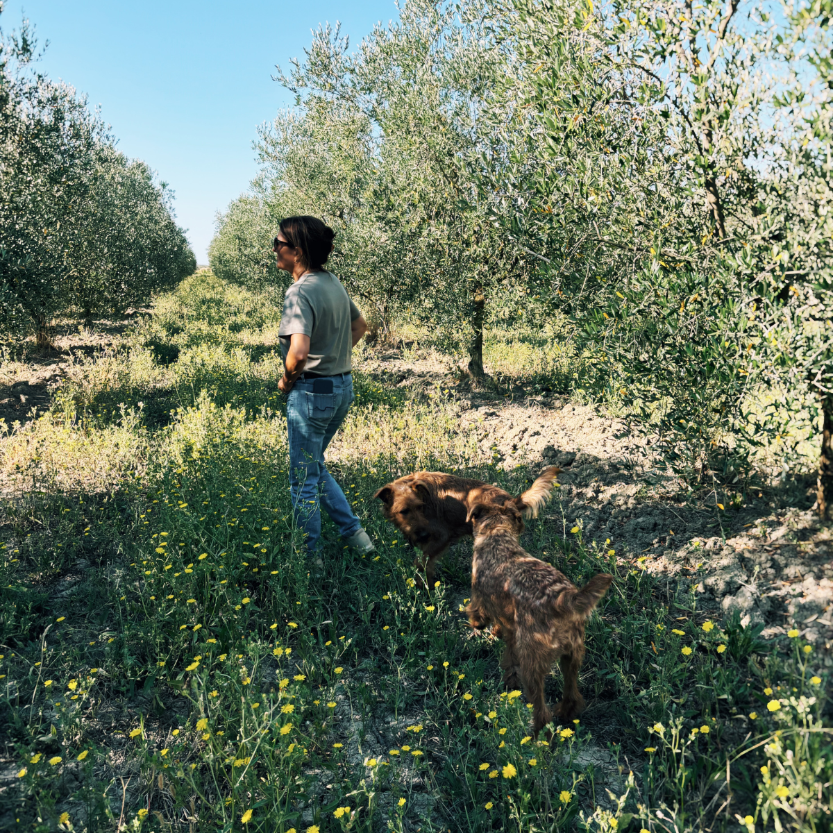 Woman walking through olive grove with two dogs following behind