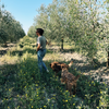 Woman walking through olive grove with two dogs following behind