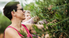 Woman picking olives from tree