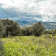 Greece and Spain Extra Virgin Olive Oil Set