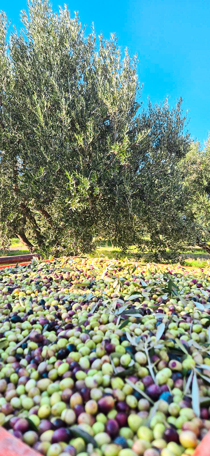 Greek Extra Virgin Olive Oil - Citizens of Soil