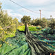 Greek Extra Virgin Olive Oil - Citizens of Soil
