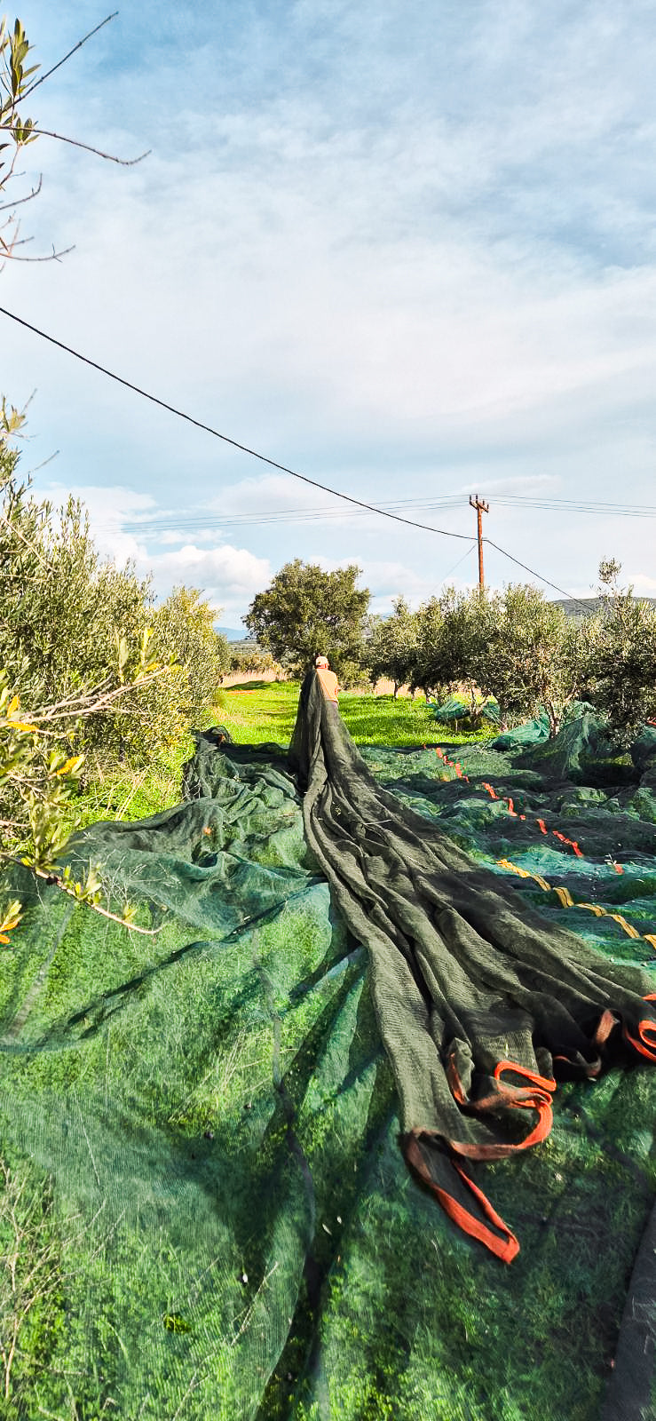 Greek Extra Virgin Olive Oil - Citizens of Soil