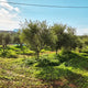 Greek Extra Virgin Olive Oil - Citizens of Soil