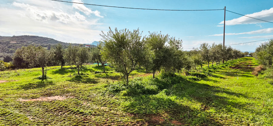 Greek Extra Virgin Olive Oil - Citizens of Soil