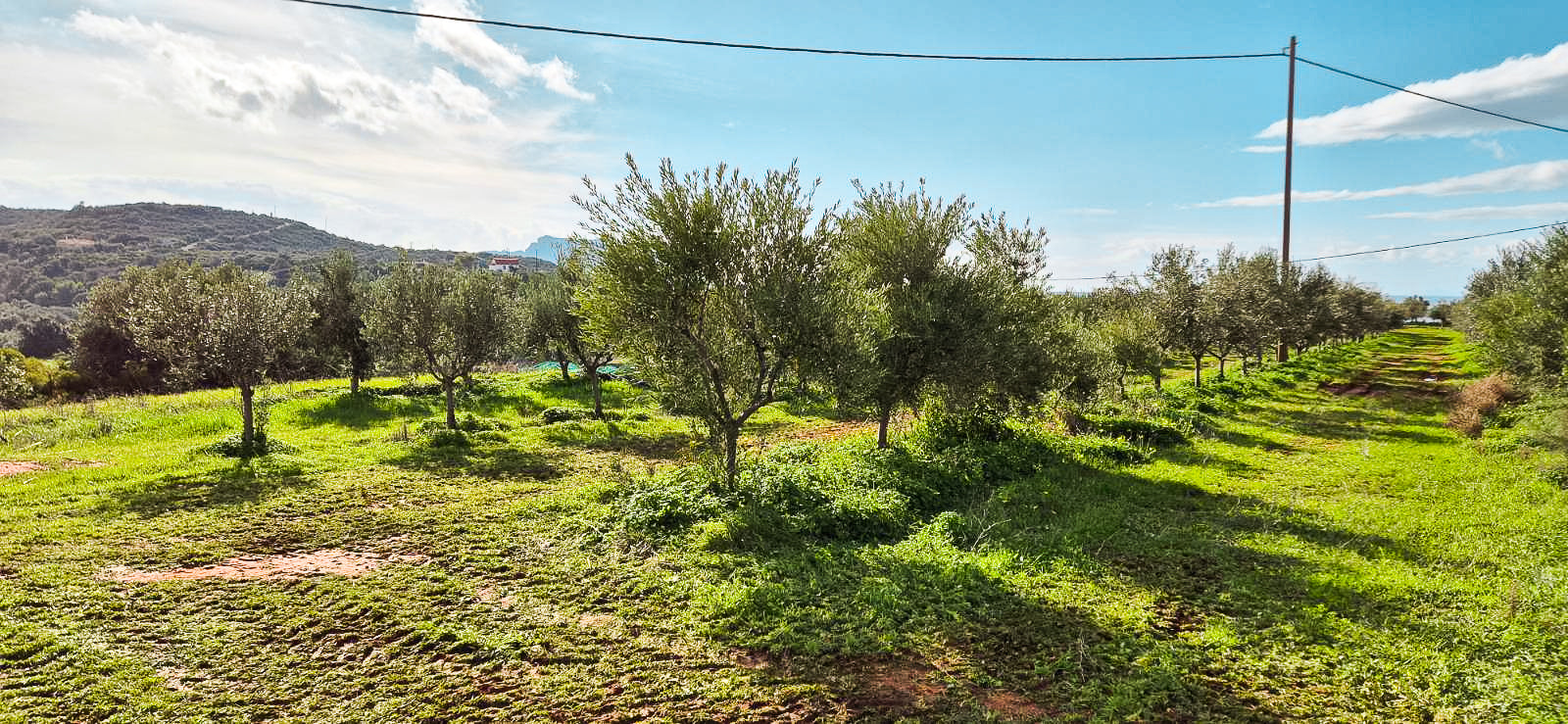 Greek Extra Virgin Olive Oil - Citizens of Soil
