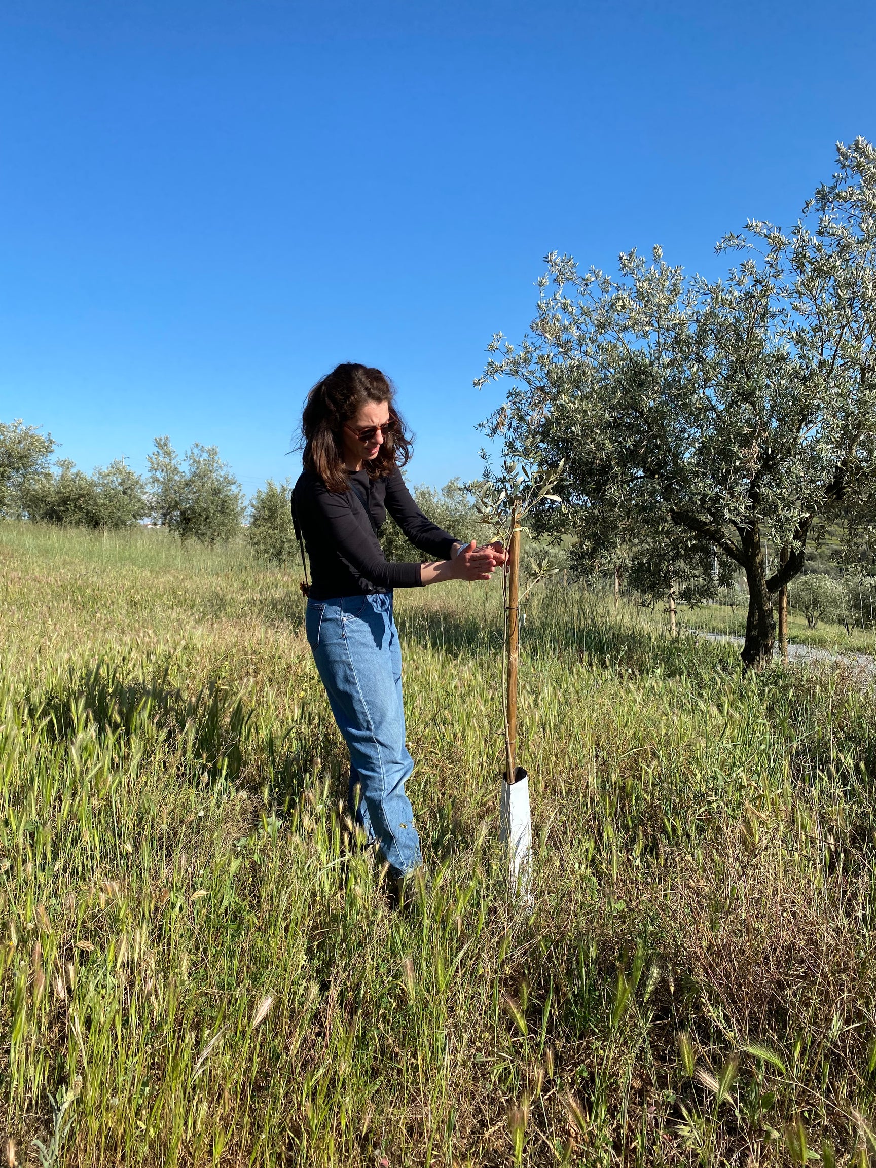 Portuguese Extra Virgin Olive Oil - Citizens of Soil