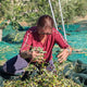 Female farmer crouched on the ground sorting through olives in an olive grove