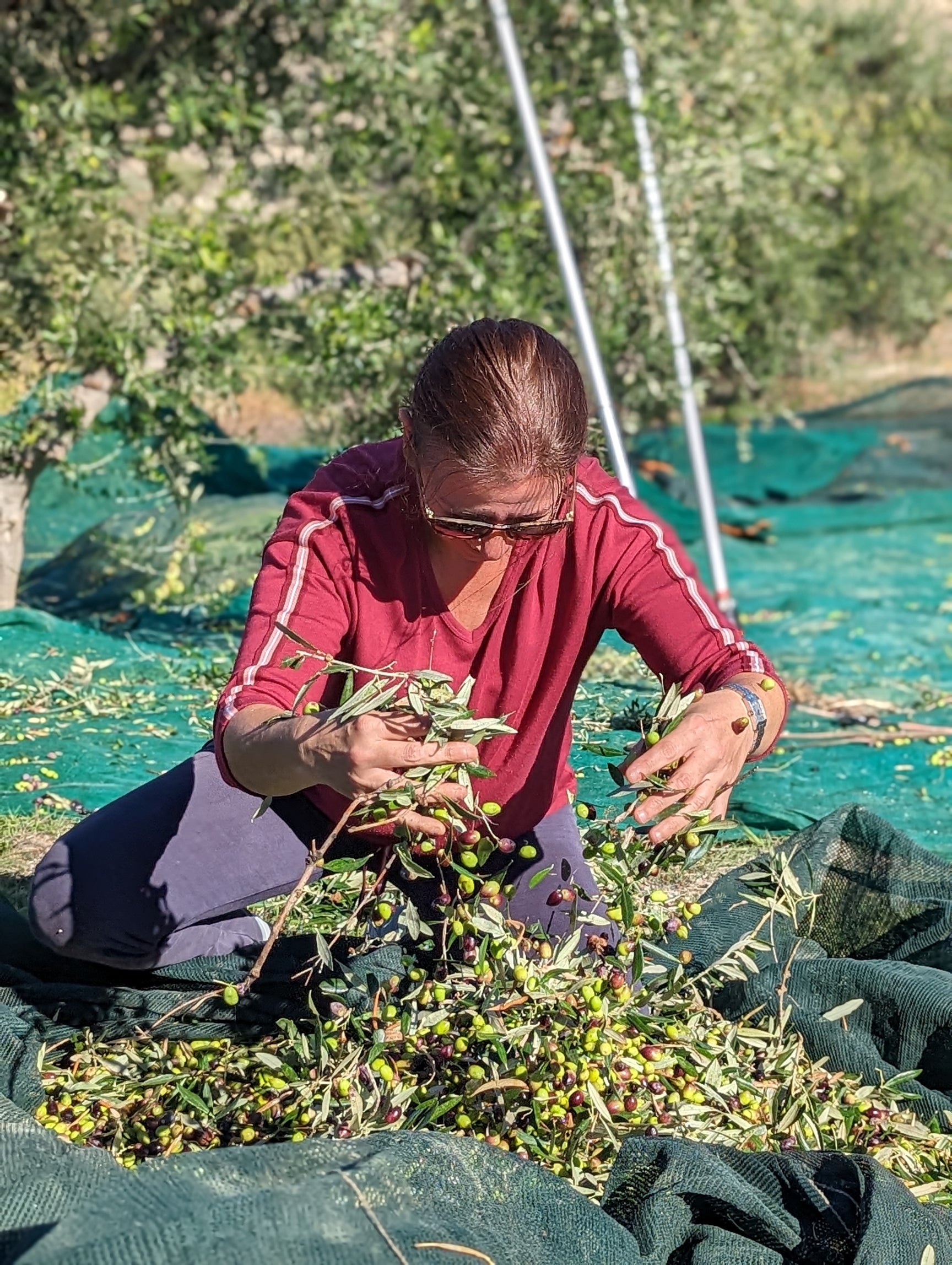 Female farmer crouched on the ground sorting through olives in an olive grove