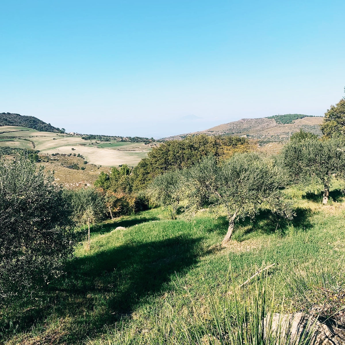 Landscape scene of olive oil grove with hills in the background