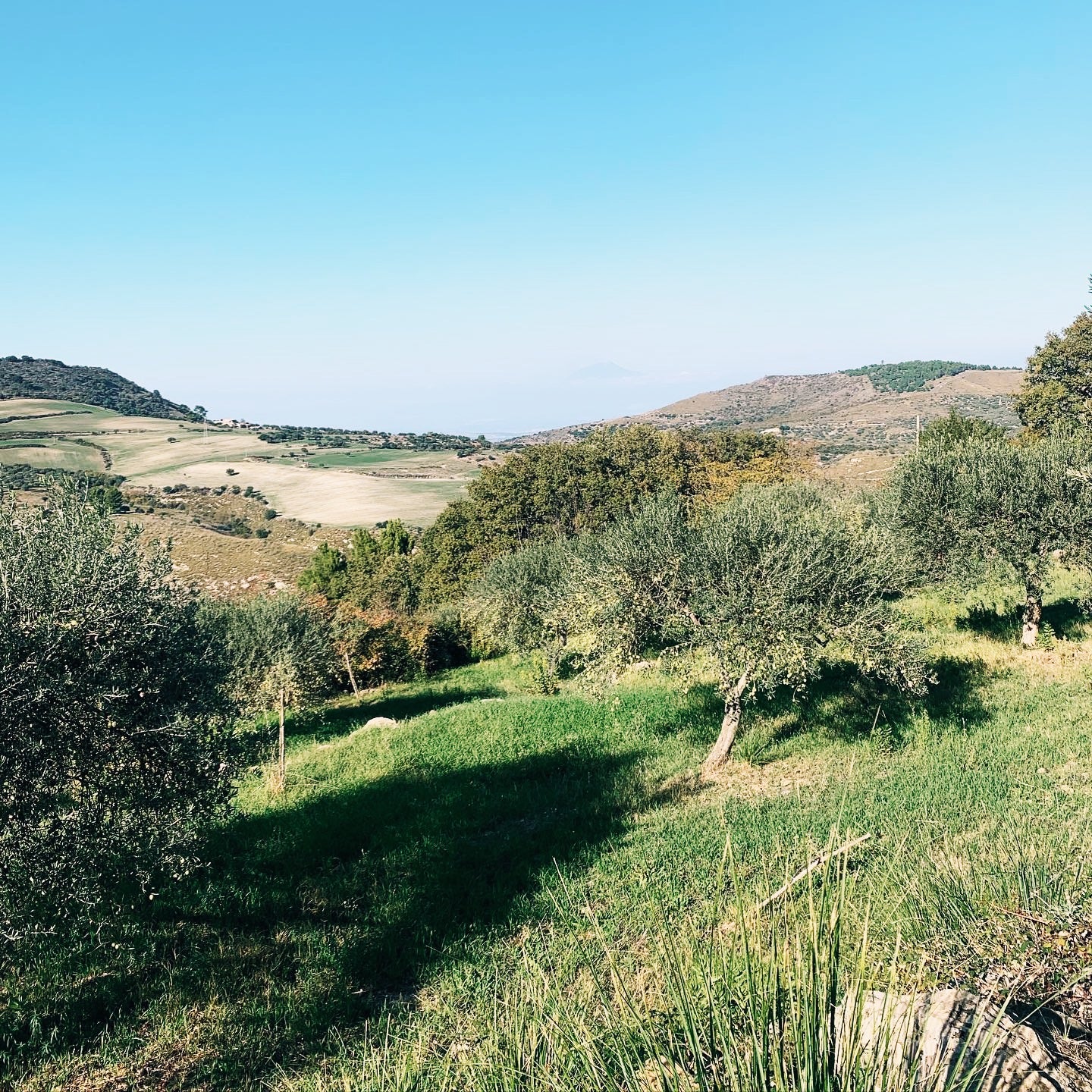 Landscape scene of olive oil grove with hills in the background