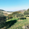 Landscape scene of olive oil grove with hills in the background