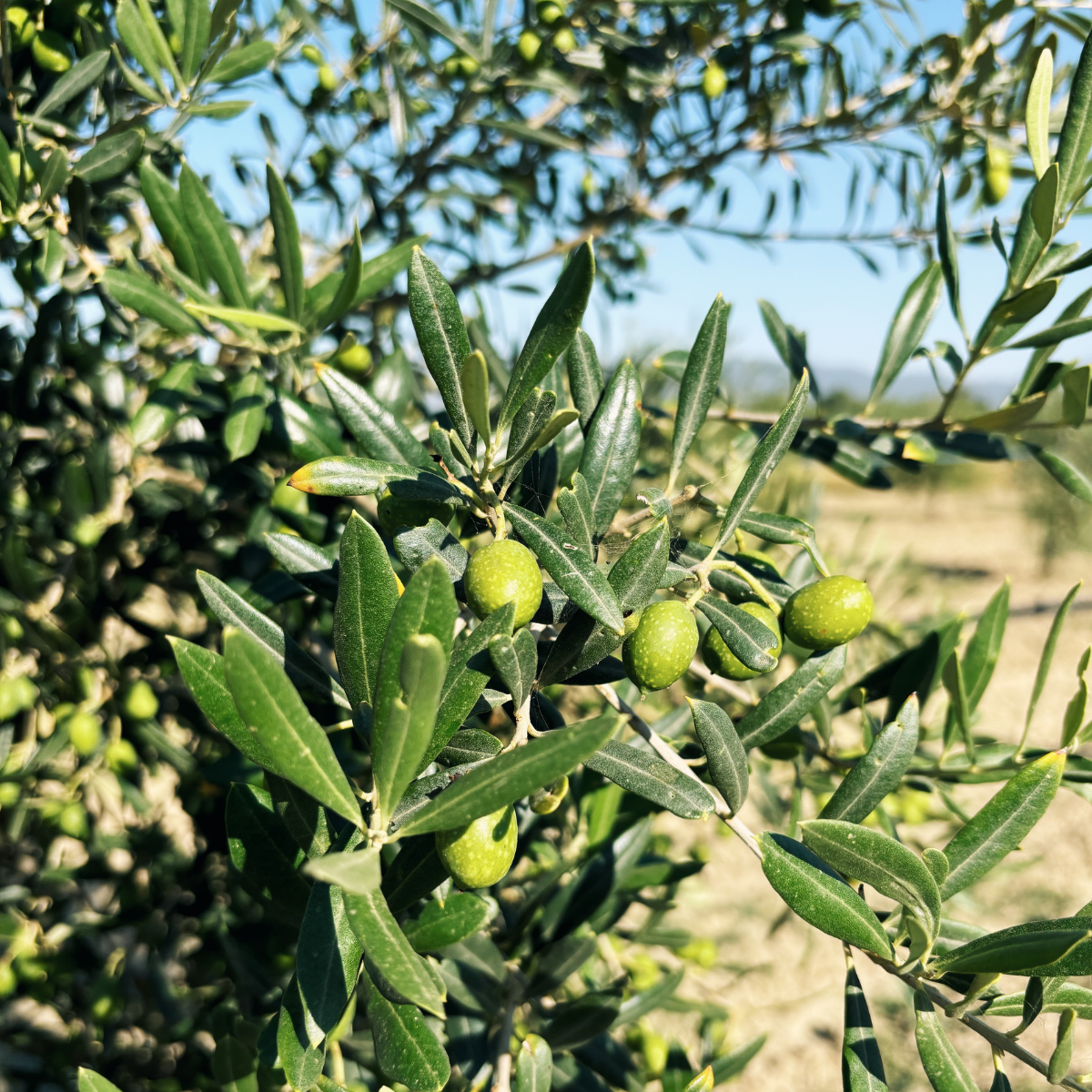 Exclusive: Tuscan Extra Rare with Club - Citizens of Soil