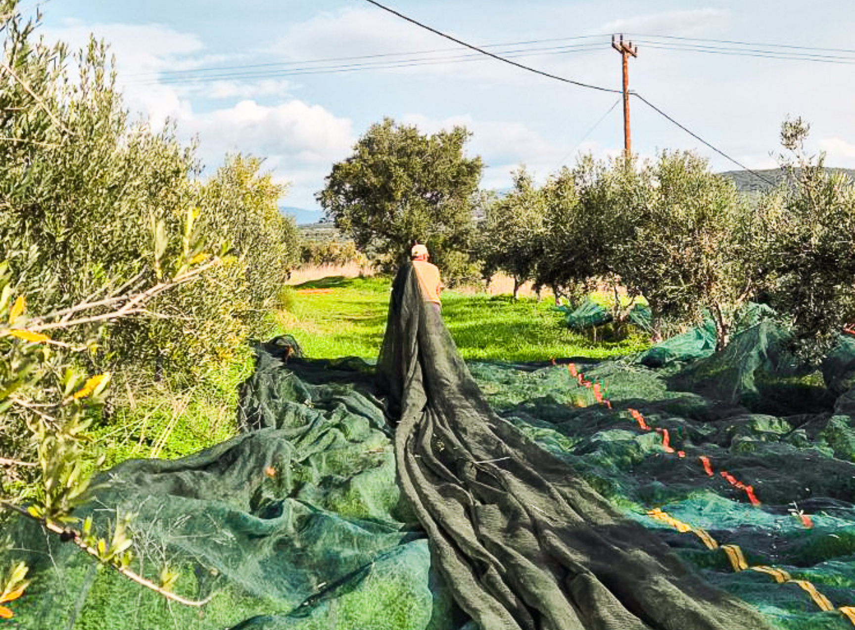 Greek and Spanish Extra Virgin Olive Oil Gift Set - Citizens of Soil