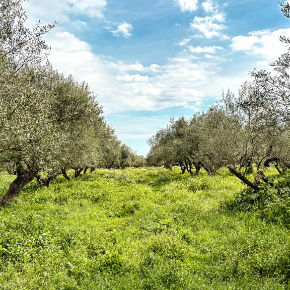 Greek and Spanish Extra Virgin Olive Oil Gift Set - Citizens of Soil