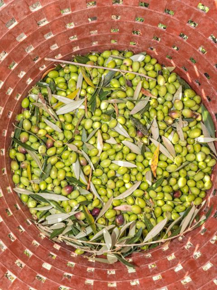 Red basket full of fresh green olives