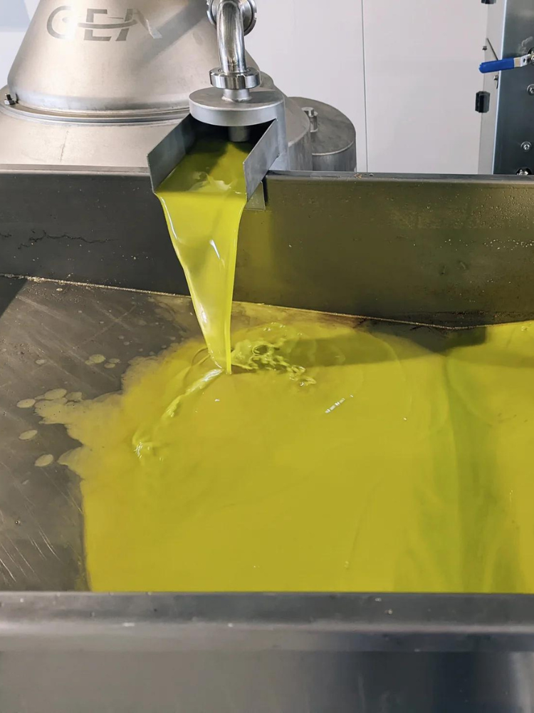 Fresh olive oil juice coming out of spout in factory
