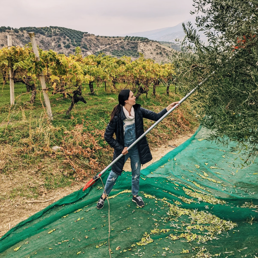 Woman harvesting olive tree in an olive grove using a tree tickler