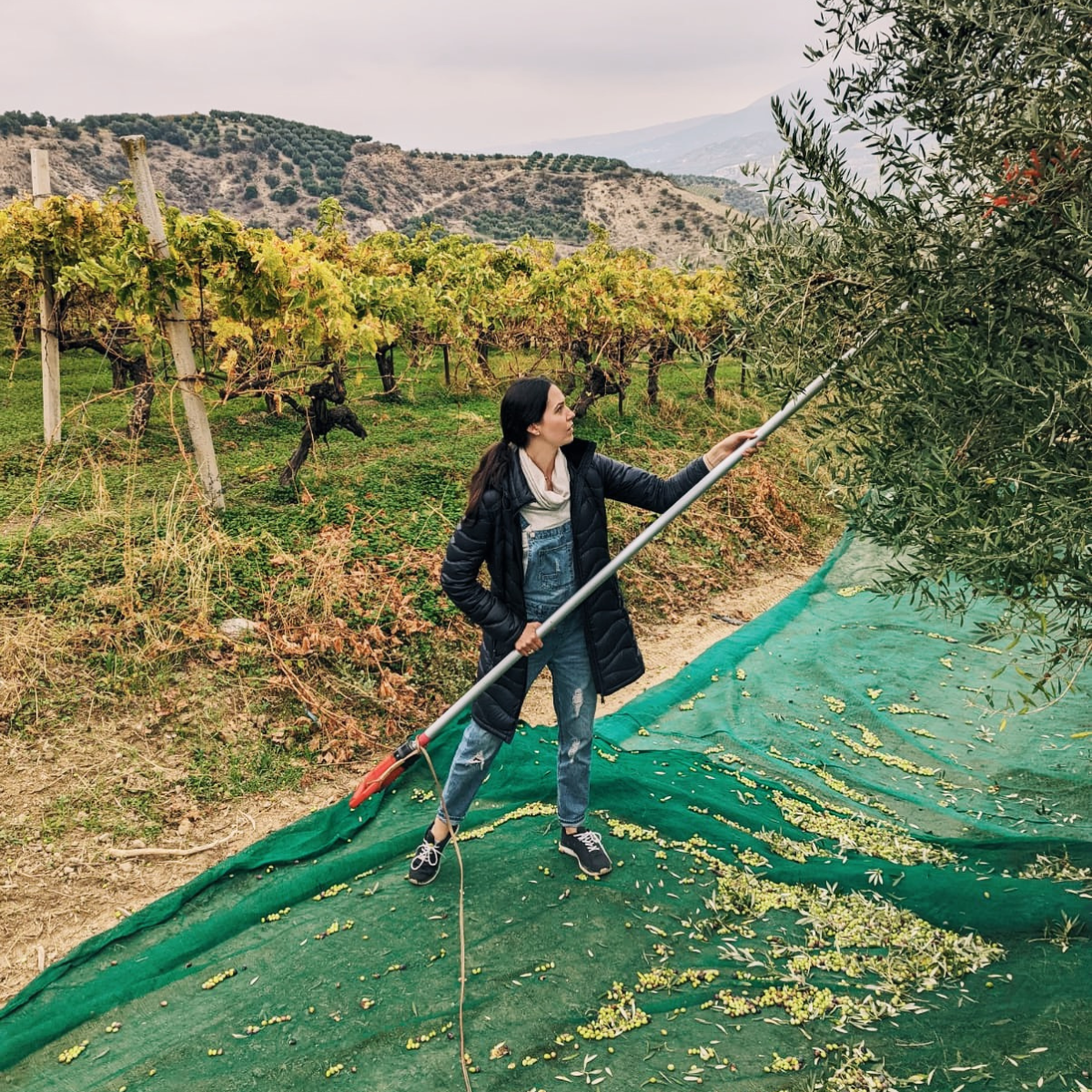 Woman harvesting olive tree in an olive grove using a tree tickler