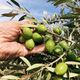 Spanish Extra Virgin Olive Oil Starter Pack - Citizens of Soil