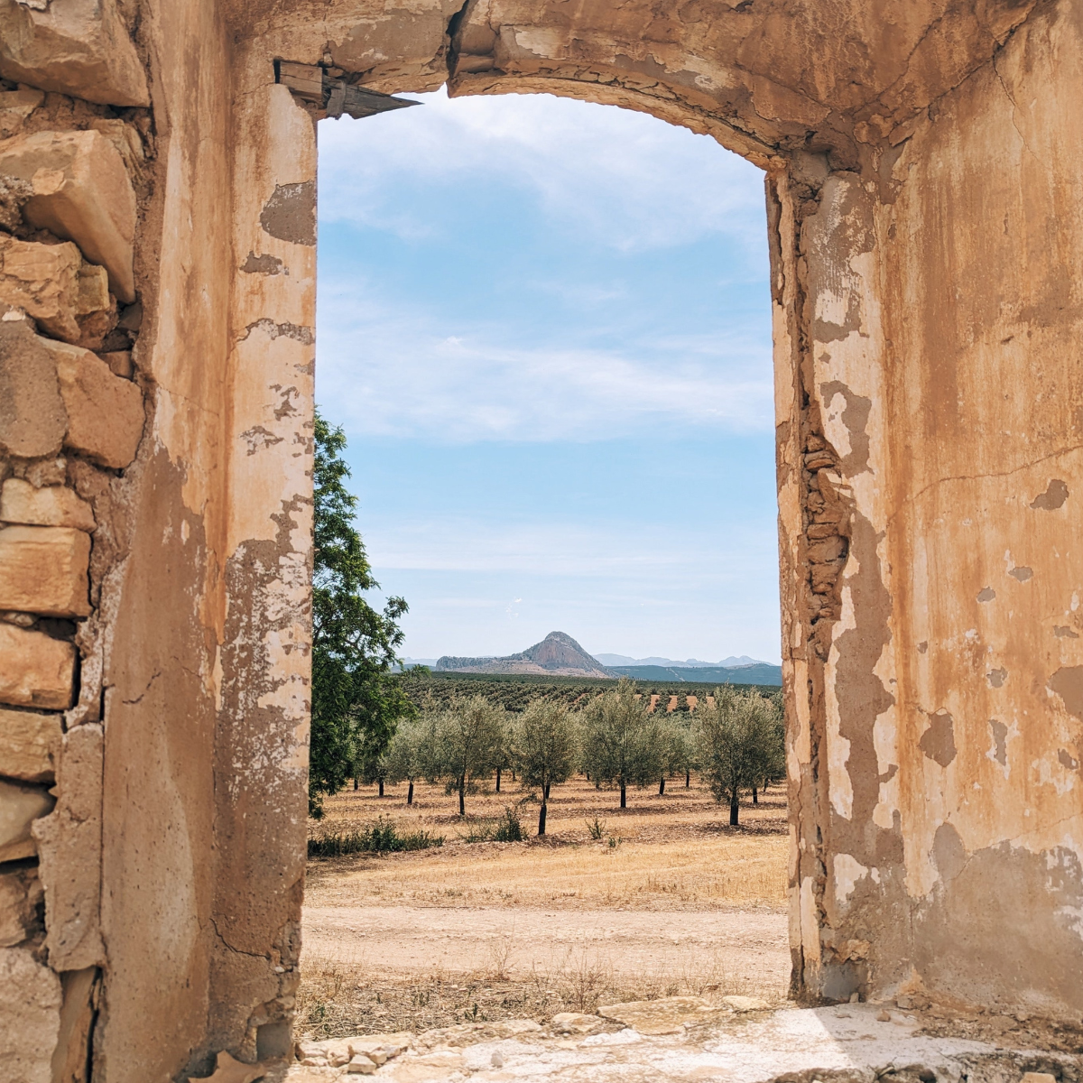 Spanish Extra Virgin Olive Oil - Citizens of Soil