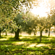Croatian Extra Virgin Olive Oil *Launching 7th of July* - Citizens of Soil