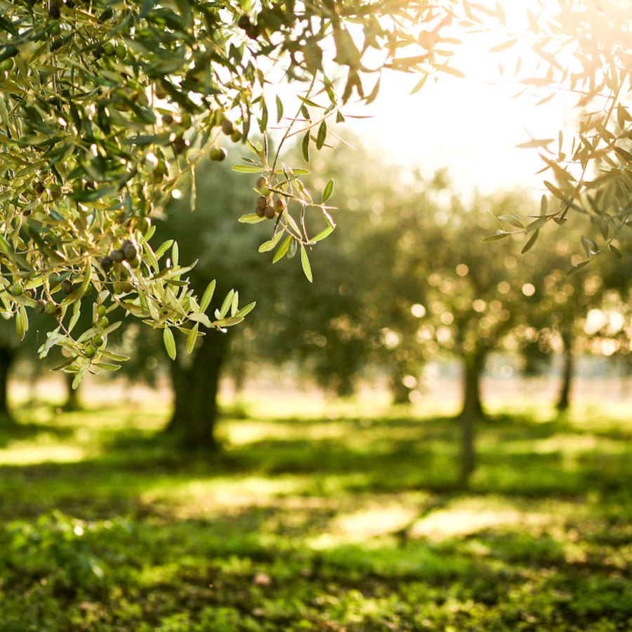 Croatian Extra Virgin Olive Oil *Launching 7th of July* - Citizens of Soil