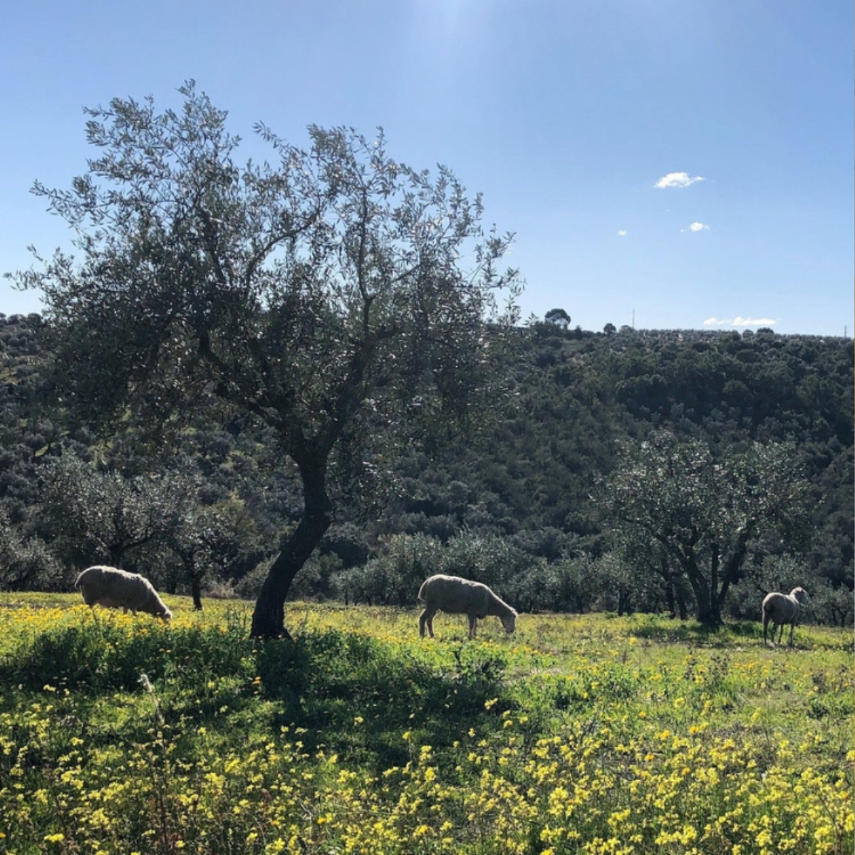 Portuguese Extra Virgin Olive Oil - Citizens of Soil