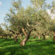 The Olive Oil Health Club