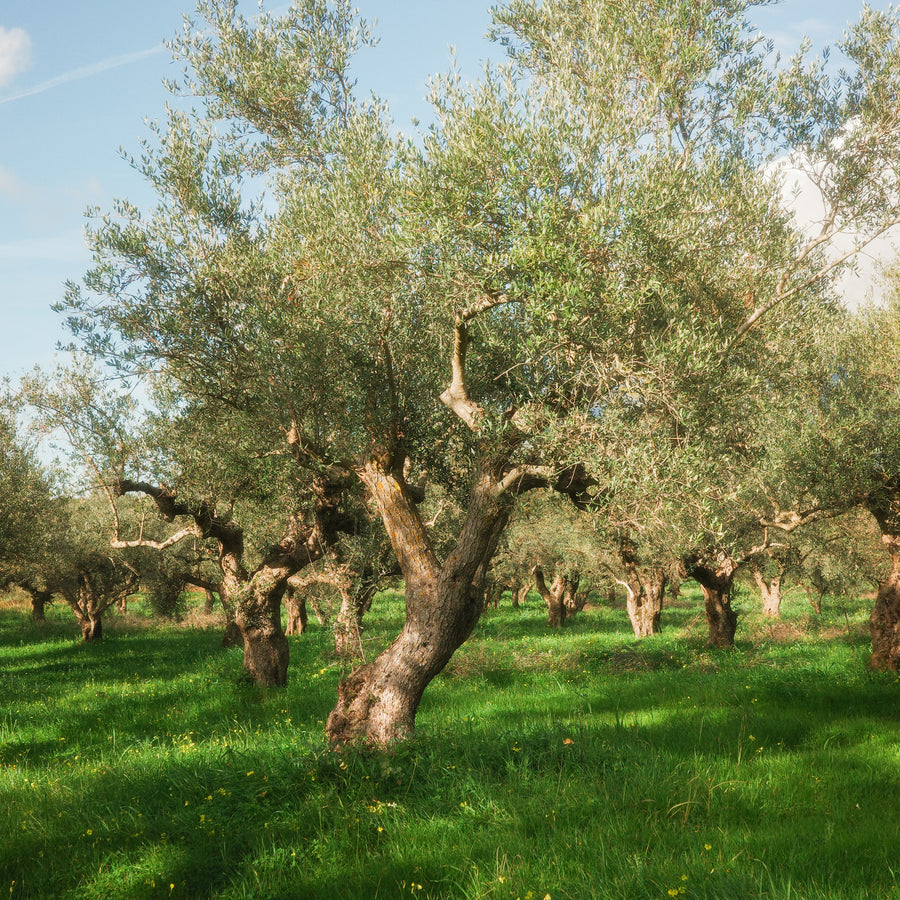 The Olive Oil Health Club