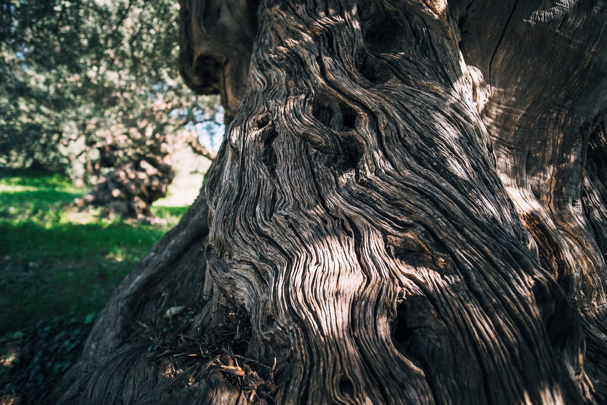 Close up of big olive tree trunk in olive grove