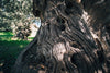 Close up of big olive tree trunk in olive grove