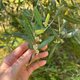 A close-up of an olive branch with green leaves and small white flowers, held by a person's hand against a blurred outdoor background.