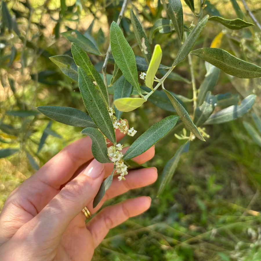 A close-up of an olive branch with green leaves and small white flowers, held by a person's hand against a blurred outdoor background.